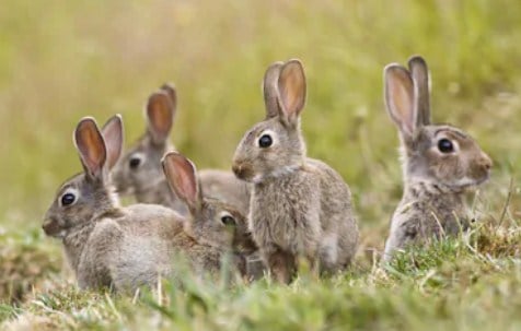 Is it Safe to Eat Wild Rabbit? - Beau Turner Youth Conservation Center